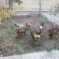 مرغ تخم گذار محلی و خروس محلی جوان|حیوانات مزرعه|محمدیه-قزوین, |دیوار