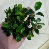 گیاه پلنت انوبیاس