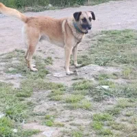 سگ نگهبان