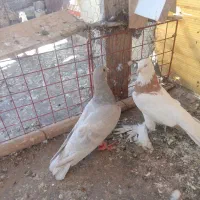 کبوتر دوتا