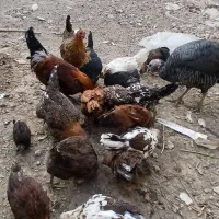 مرغ|حیوانات مزرعه|اصفهان, زیار|دیوار