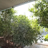 خانه باغ ۱۰۰۵ متری واقع در قلعه حیدر|فروش خانه و ویلا|بندر گناوه, |دیوار