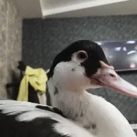 گمشده|حیوانات|بیجار, |دیوار