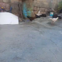 نیمچه خروس و مرغ|حیوانات مزرعه|حسین آباد, |دیوار