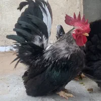 فروش ۲ مرغ و ۱ خروس جاپنیز