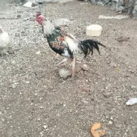 خروس لاری اصیل|حیوانات مزرعه|باسمنج, |دیوار