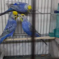 مرغ عشق رینبو بنفش گلد فیس