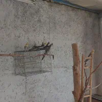 عروس هلندی|پرنده|اصفهان, بابوکان جنوبی|دیوار