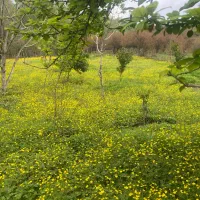 کلبه سویئسی در ماسال|اجارهٔ کوتاه‌مدت آپارتمان و سوئیت|ماسال, |دیوار