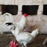 جفت گلین لری اصل کرچ شو