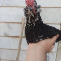 مرغ و خروس