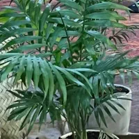 تعدادی گلدان آپارتمانی|گل و گیاه طبیعی|تهران, صادقیه|دیوار