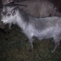 نری چاق