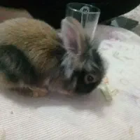 خرگوش سلامت کامل وشلوغ