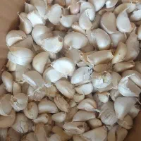 سیر تازه
