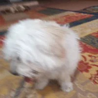 یک سگ گمشده|حیوانات|بهبهان, |دیوار