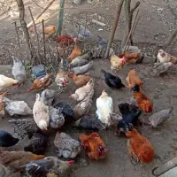 تخم مرغ نطفه دار|حیوانات مزرعه|بابل, |دیوار