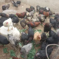 نیمچه مرغ و خروس لاری و برهما و مرندی درجه یک|حیوانات مزرعه|طاغنکوه, |دیوار