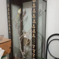 بوفه برای پرنده