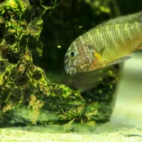 ماهی تروفئوس