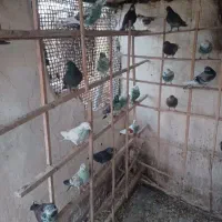 بار جدید کبوتر گرو پرشی