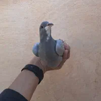 کبوتر خرقه و پلاکی|پرنده|فولادشهر, مسکن مهر فولادشهر|دیوار