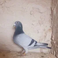 کبوتر پلاکی مسافتی