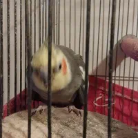 طوطی عروس جفت. نره کاملا حرف میزنه|پرنده|رشت, پل تالشان|دیوار