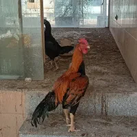 تخم نطفه دار لاری