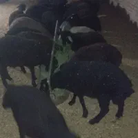 بره نر و ماده