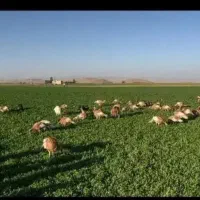 بوقلمون محلی|حیوانات مزرعه|دهگلان, |دیوار