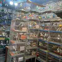 قناری سرخ رد فاکتور و مزایکی اورجینال خاص|پرنده|خمینیشهر, |دیوار