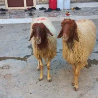 گوسفند|حیوانات مزرعه|اهواز, فتح|دیوار