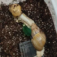 حلزون اچاتیا