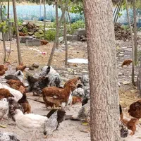 خروس نیمچه