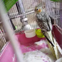 عروس هلندی ماده دستی و مهربان