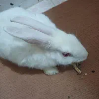 خرگوش چشم شرابی