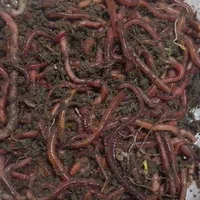 فروش کرم خاکی طعمه برای صید انواع ماهی|ماهیگیری|باسمنج, |دیوار