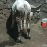 گوساله نر|حیوانات مزرعه|سروآباد, |دیوار