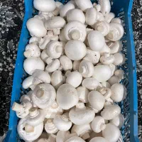 قارچ درجه1|خوردنی و آشامیدنی|قیدار, |دیوار