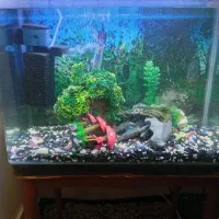 شیشه آکواریوم شرکتی خم|ماهی|تهران, قناتکوثر|دیوار