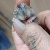 واگذاری رایگان تعدادی همستر و خوکچه هندی