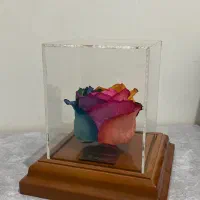 گل رز جاویدان هفت رنگ|گل مصنوعی|پاکدشت, پاکدشت (مامازند)|دیوار