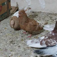 کفتر کله سینه