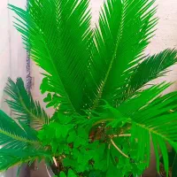 گلکده آیلار|گل و گیاه طبیعی|فردوس (خراسان), |دیوار