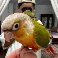 طوطی گرینچیک نر دستی به همراه قفس|پرنده|اصفهان, سروستان|دیوار