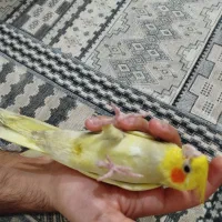 عروس هلندی گمشده|حیوانات|پاکدشت, حصار امیر|دیوار