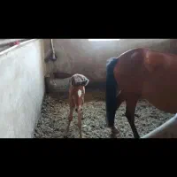 اسب آروم با کره ماده قیمت مناسب|اسب و تجهیزات اسب‌سواری|مشهد, شهید فرامرز عباسی|دیوار