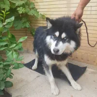 سگ هاسکی|سگ|یاسوج, |دیوار