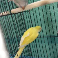 طوطی راهب زرد و آبی بالغ نرو ماده